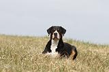 GRAND BOUVIER SUISSE 078
